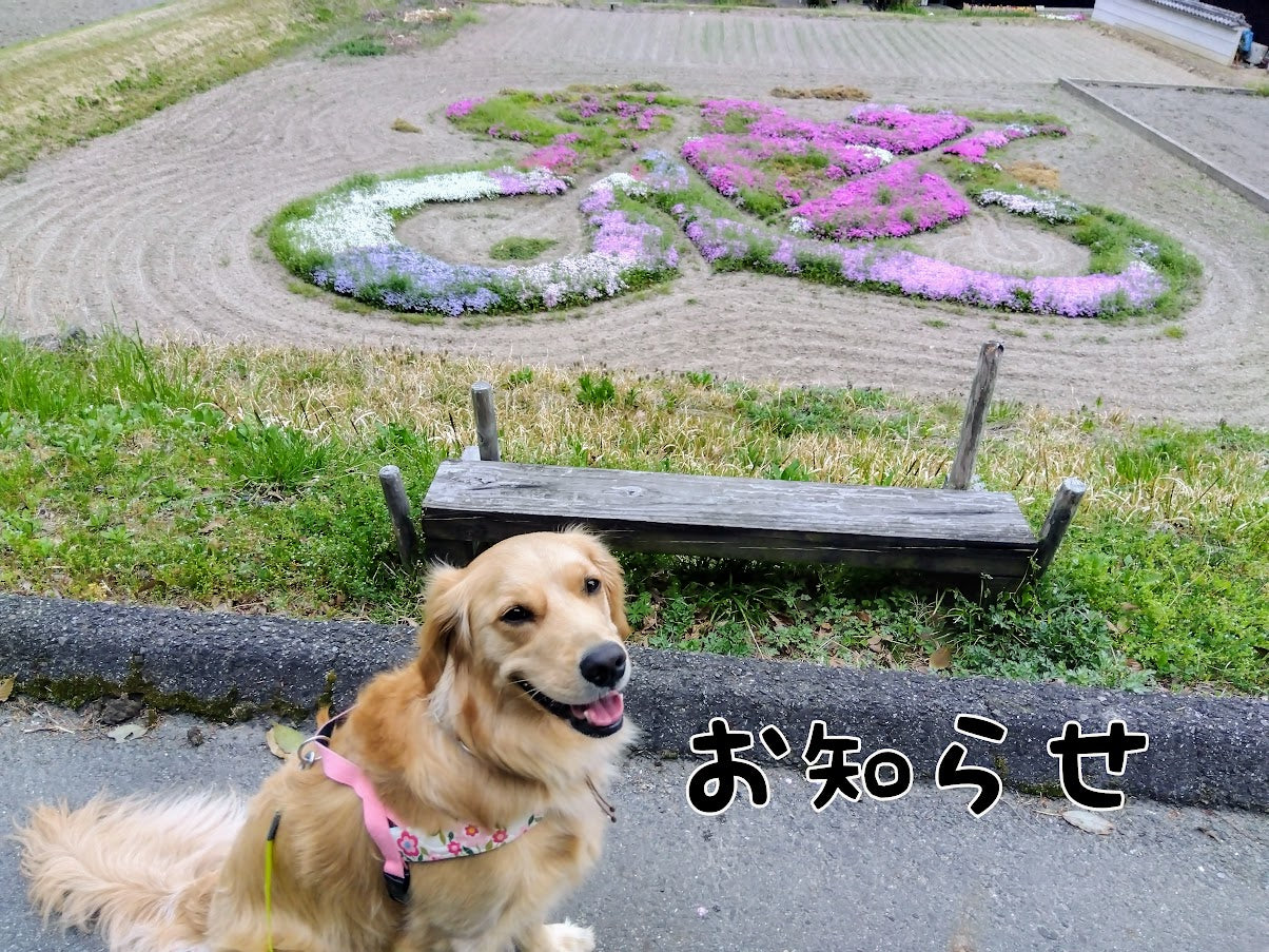 出店のお知らせ