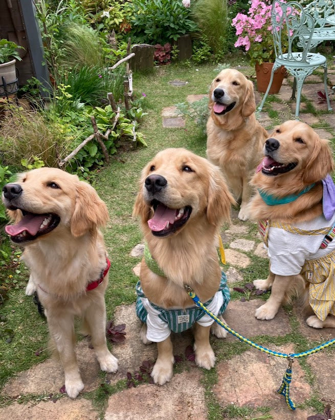 ゴールデンレトリバーの友人宅での楽しいお庭遊び🐕