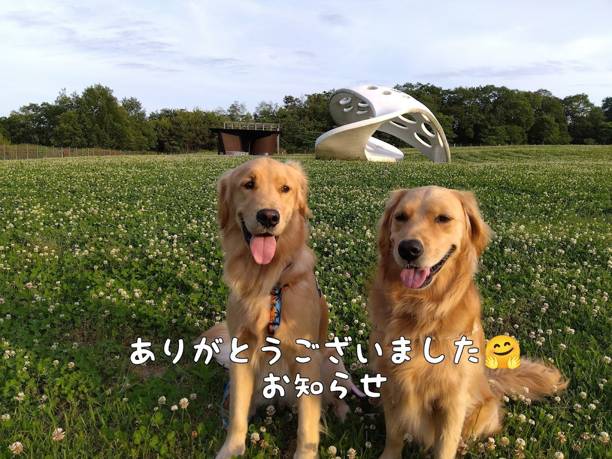 ありがとうございました🥰　お知らせ🐕