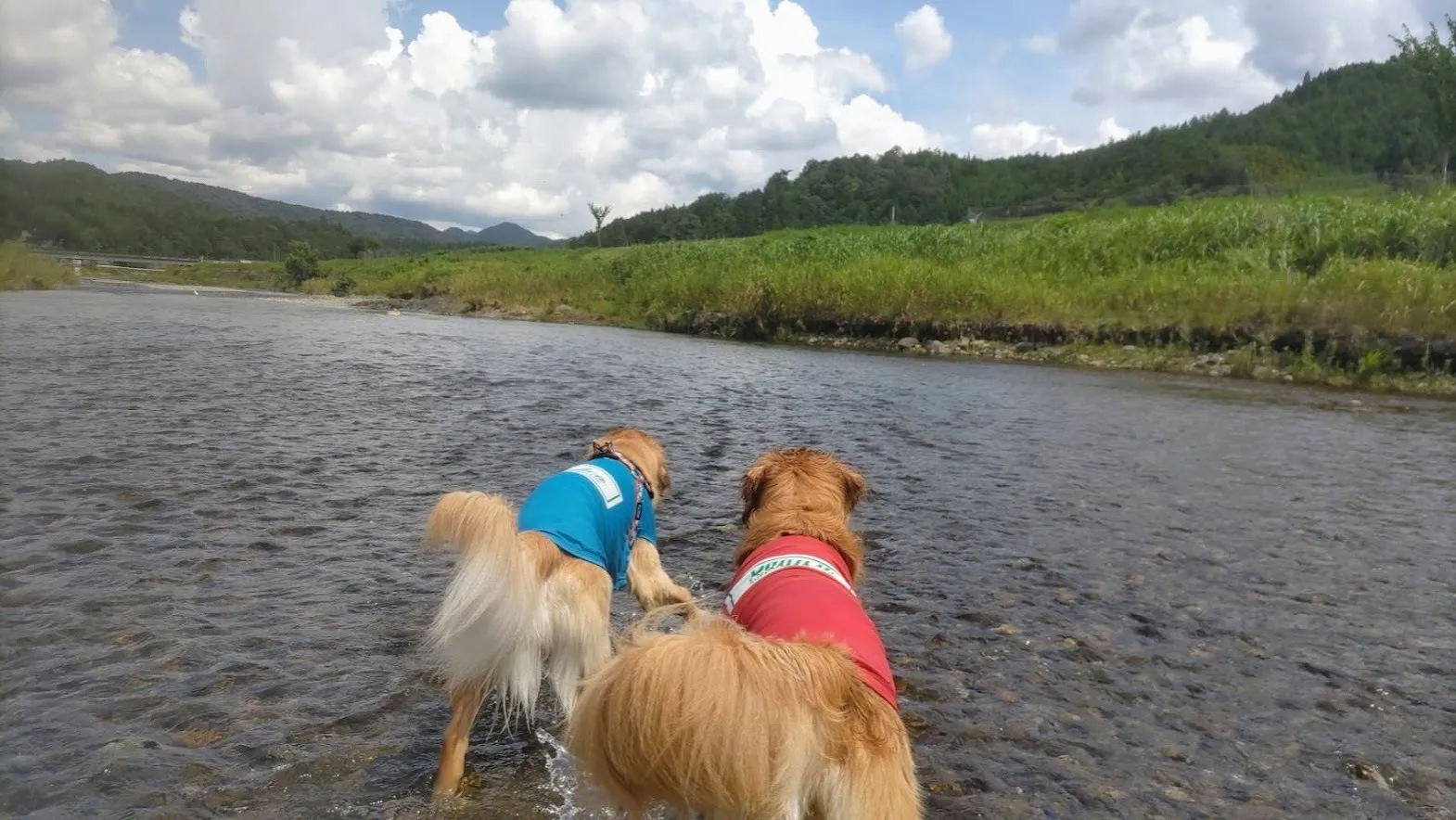 夏の終わりに楽しむ、愛犬ゴールデンレトリバーとのドッグラン＆川遊び