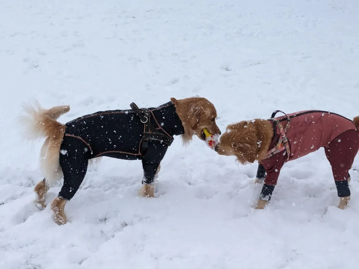 今年初の雪遊び⛄