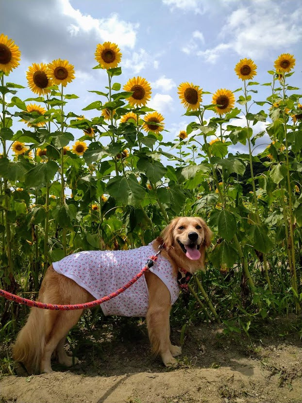 夏！真っ盛り！