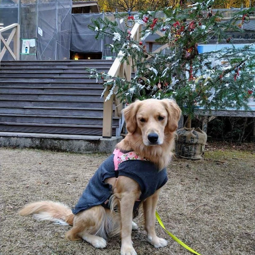 ゆめさきの森公園へ