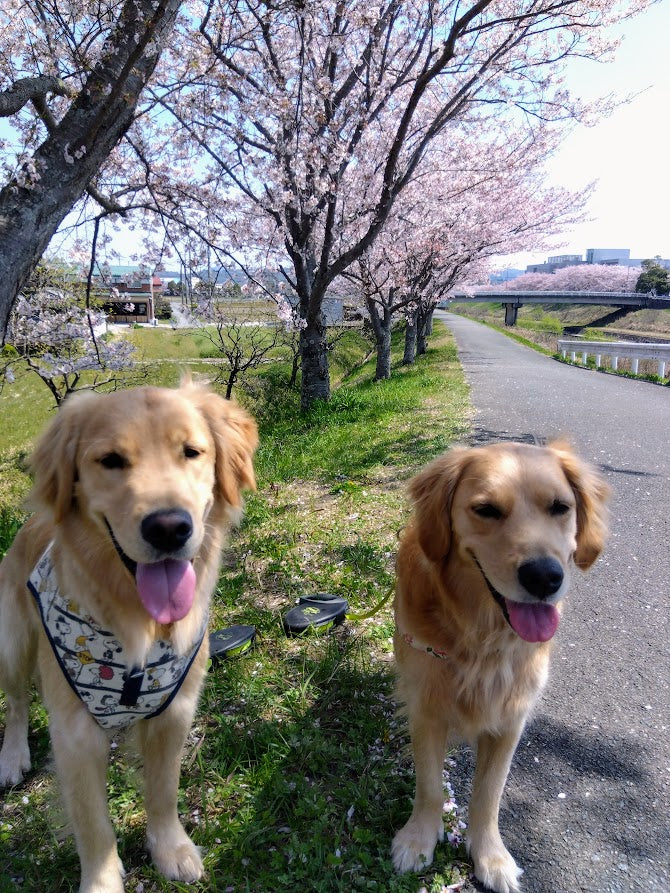 お花見🌸