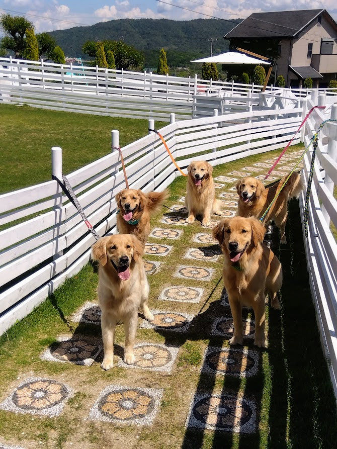 愛犬のお誕生日への祝福に感謝の気持ちを込めて