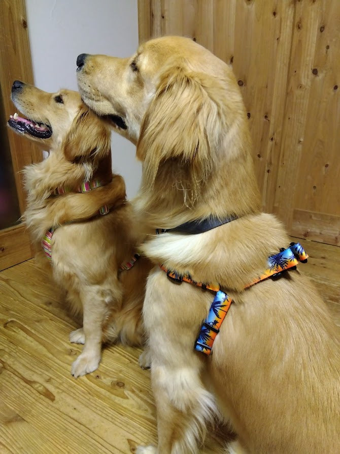 愛犬のお誕生日に新しいハーネスをプレゼント！