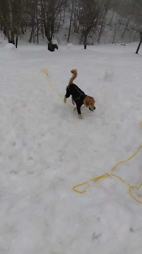 ランス　始めての雪遊び⛄