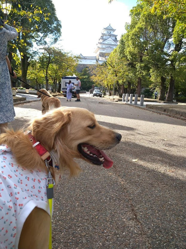 ポポ　in 姫路城